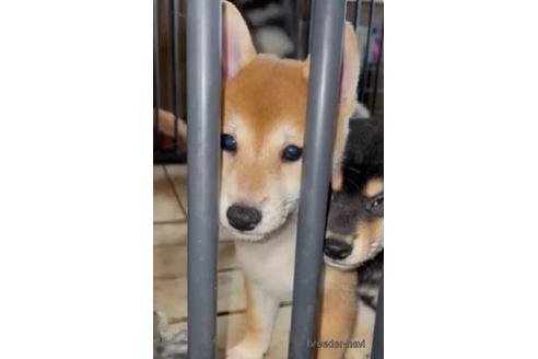 成約済の静岡県の柴犬-204549の2枚目